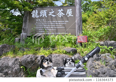 Traveling with my dog: Commemorative photo taken at Ryuzu Falls (Oku-Nikko, Tochigi Prefecture) Long-coated Chihuahua 116364373
