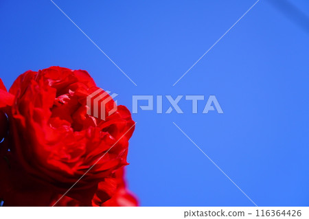 紅玫瑰和藍天 紅玫瑰和藍天 116364426