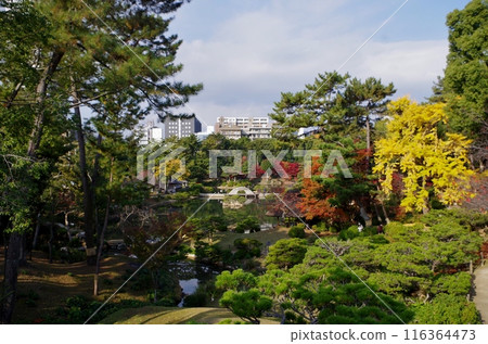 廣島縮景園紅葉園 116364473