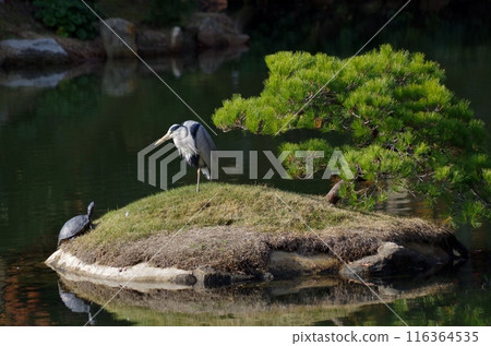 廣島縮景園翠心島龜鷺對接會 116364535