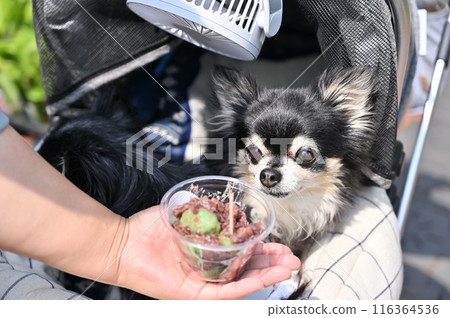 可愛的吉娃娃盯著餃子 可愛的吉娃娃盯著餃子 116364536