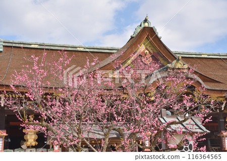 Flying plums and shrine of Kitano Tenman-gu Shrine Flying plums and shrine of Kitano Tenman-gu Shrine 116364565