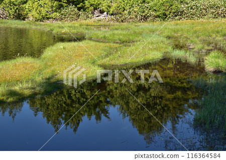 Reflection in the pond 116364584