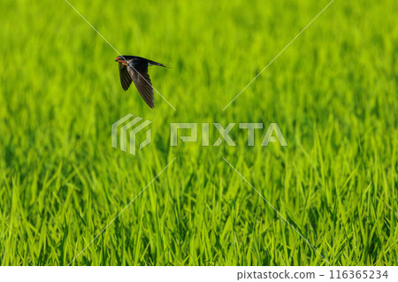燕子高速飛行 116365234