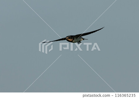 A fast-flying swallow 116365235