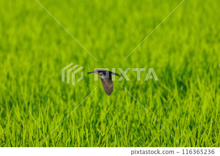 A fast-flying swallow 116365236