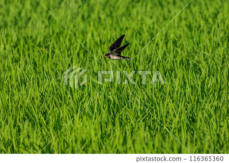 燕子在天空快速地飛翔 116365360