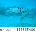 Green turtle swimming gracefully 116365480