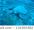 Sea turtle taking a rest 116365482