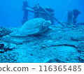 Sea turtle swimming elegantly 116365485