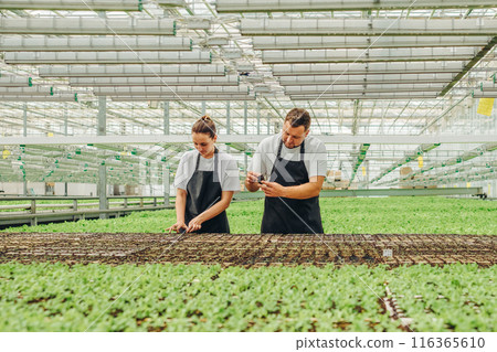 Teamwork of botany experts on an ecological farm. Farm staff at nursery analyze development and sustainability of lettuce seedlings in greenhouse. Gardeners in aprons discuss growth of vegetables. Teamwork of botany experts on an ecological farm. Farm staff at nursery analyze development and sustainability of lettuce seedlings in greenhouse. Gardeners in aprons discuss growth of vegetables. 116365610