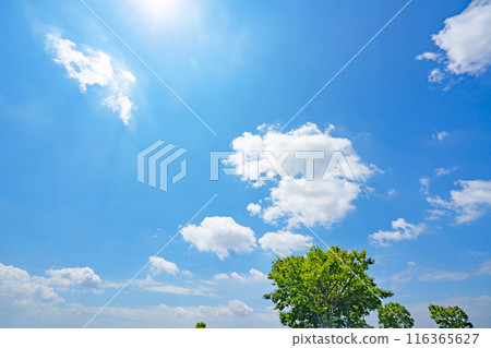 Summer clouds, sun and trees Summer clouds, sun and trees 116365627