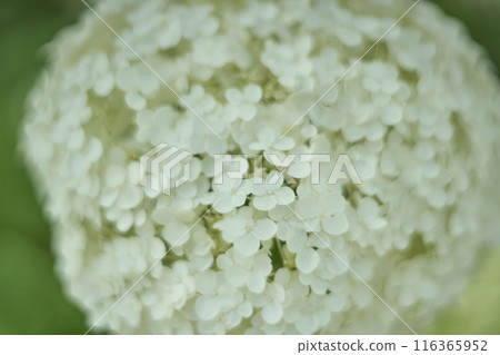 White hydrangea flower Annabelle White hydrangea flower Annabelle 116365952