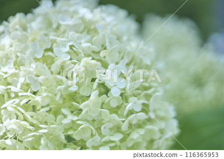 White hydrangea flower Annabelle White hydrangea flower Annabelle 116365953