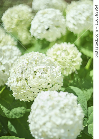 White hydrangea flower Annabelle White hydrangea flower Annabelle 116365954