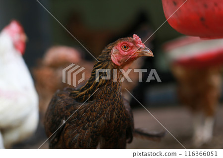 chicken in farm chicken in farm 116366051