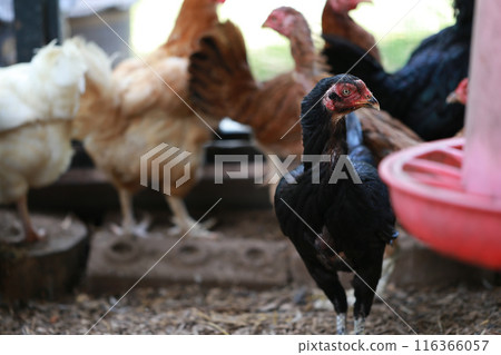 Asia black chicken Asia black chicken 116366057