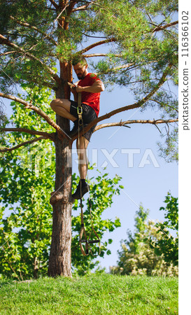 Athletic man climbing upwards the tree to hang trx straps. Outdoor early morning intense training, TRX workout 116366102