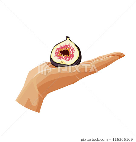 violet figs in the palm isolated on white background. Vector fruit clipart in flat style for design 116366169