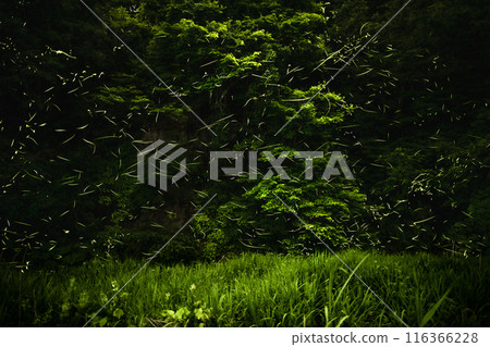 Fireflies dancing 116366228