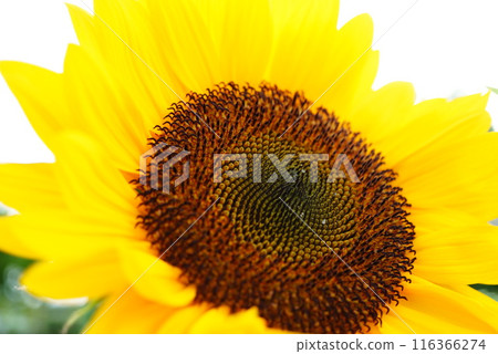 Sunflower up Sunflower up 116366274