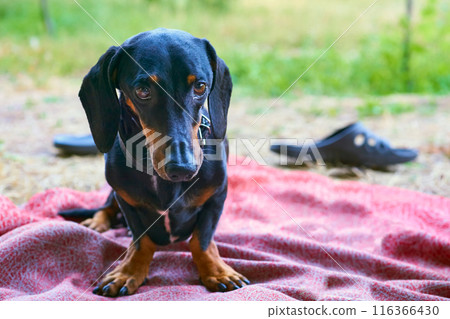Adult healthy cute dachshund dog on picnic in summer park 116366430