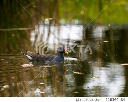 Van swimming in the pond Van swimming in the pond 116366484