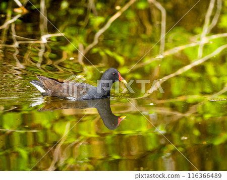 Van swimming in the pond Van swimming in the pond 116366489