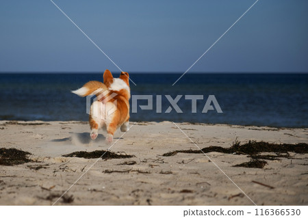 Portrait of welsh corgi pembroke puppy running on the beach Portrait of welsh corgi pembroke puppy running on the beach 116366530