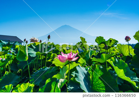 蓮花和富士山 116366650