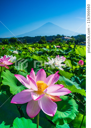 Lotus flower and Mt. Fuji 116366660