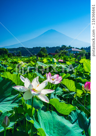 Lotus flower and Mt. Fuji Lotus flower and Mt. Fuji 116366661