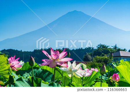 蓮花和富士山 116366663