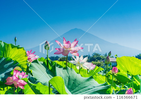 蓮花和富士山 蓮花和富士山 116366671