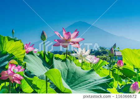 Lotus flower and Mt. Fuji 116366672