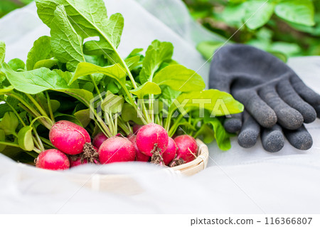 Freshly harvested radishes collected in a colander and placed on top of an agricultural pest net with gloves 116366807
