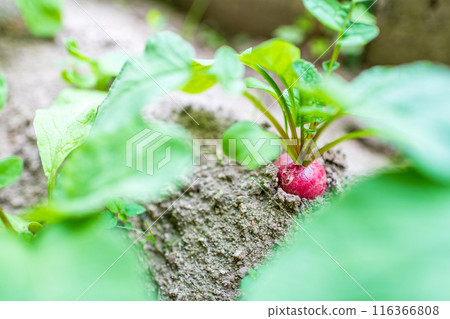 Radishes waiting to be harvested 116366808