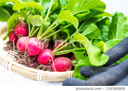 用竹漏勺收集的土壤中新鮮收穫的蘿蔔和前景用於收穫的手套 116366809