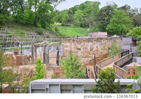 多摩動物園 園內風景 亞洲象 多摩動物園 園內風景 亞洲象 116367013