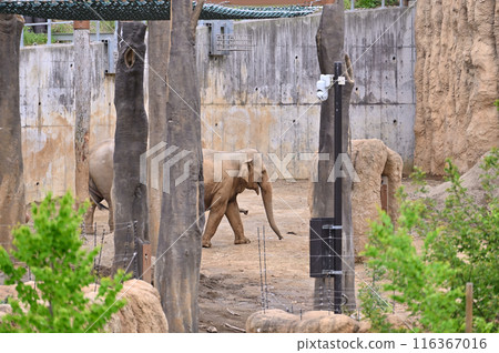 Tama Zoological Park - Scenery inside the park - Asian elephant 116367016