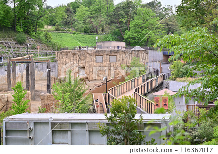 多摩動物園 園內風景 亞洲象 多摩動物園 園內風景 亞洲象 116367017