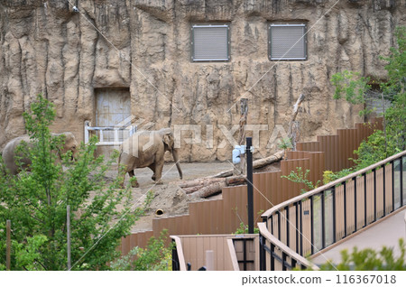 多摩動物園 園內風景 亞洲象 多摩動物園 園內風景 亞洲象 116367018