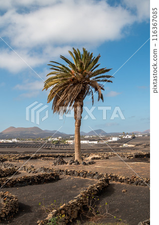 Landscape and white architecture, Lanzarote, Spain Landscape and white architecture, Lanzarote, Spain 116367085