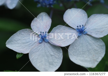 Hydrangea wet with rain Hydrangea wet with rain 116367277