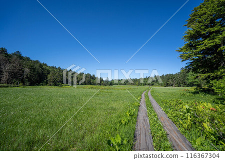 Ozegahara in early summer Ozegahara in early summer 116367304