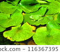 Frog and lotus leaf 116367395