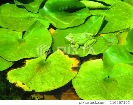 Frog and lotus leaf 116367395