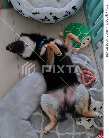 A sleeping Shiba Inu 116367415