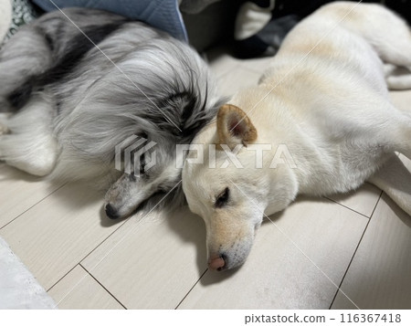 Two dogs taking a nap together Two dogs taking a nap together 116367418