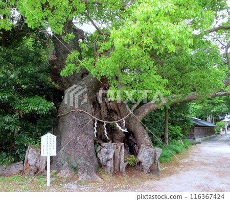 Camphor tree of Kawazu Kurinomiya Shrine Camphor tree of Kawazu Kurinomiya Shrine 116367424